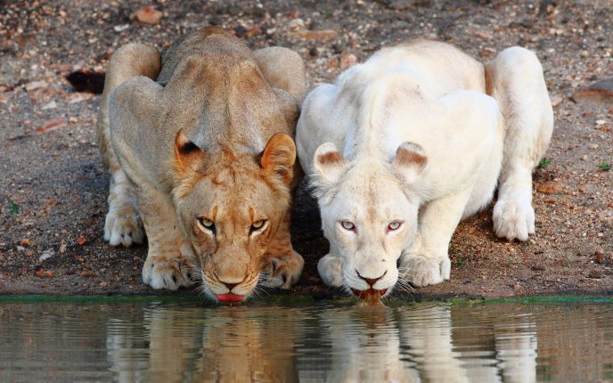 Two sweet lions at the water