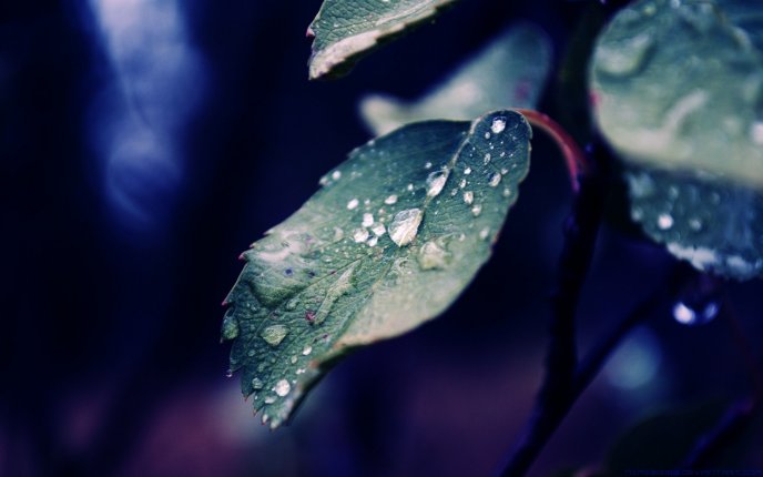 Rainy drops on a green leaf - Macro HD nature landscape