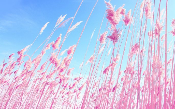 Pink flowers in the garden - nature HD wallpaper