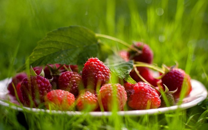 Plate full of fresh red raspberry - delicious summer fruit