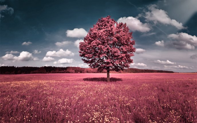 Beautiful pink flower field - autumn tree