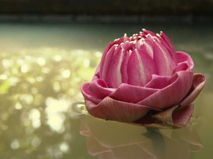 Beautiful pink Lotus flower from Asia