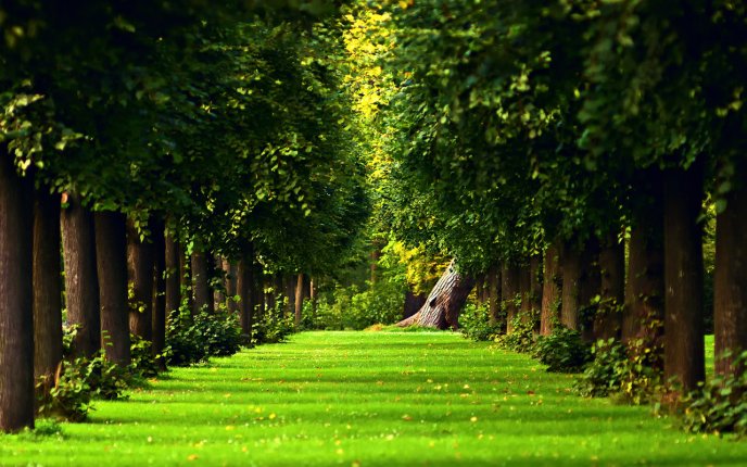 Beautiful green path in the forest - HD nature wallpaper