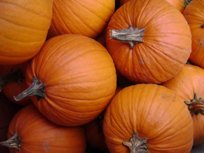Big orange pumpkins - delicious fruit of autumn
