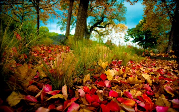 Leaves leave the trees - beautiful autumn carpet