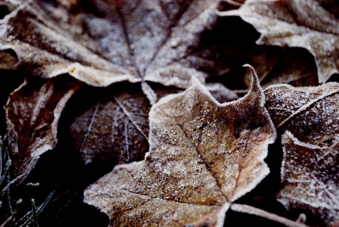 Frozen autumn leaves on the ground - HD wallpaper