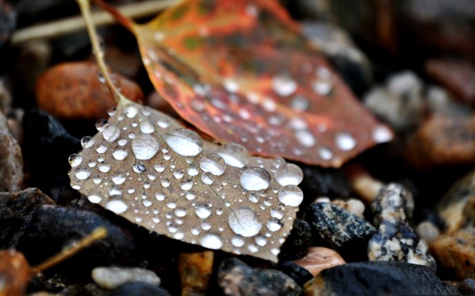 Big water drops on a autumn leaf - Macro HD wallpaper