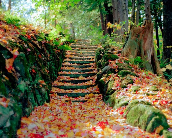 Steps full of cooper colored leaves - autumn season