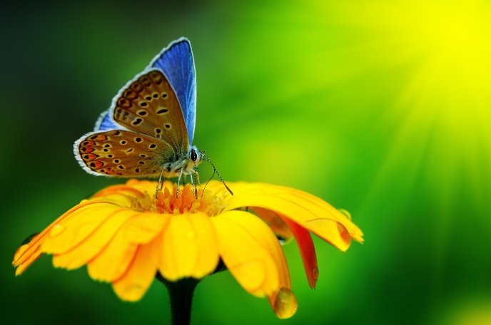 Blue butterfly on a yellow flower - Macro HD wallpaper