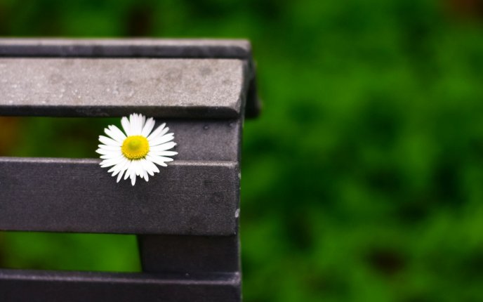 Beautiful daisy flower on a bench in the park