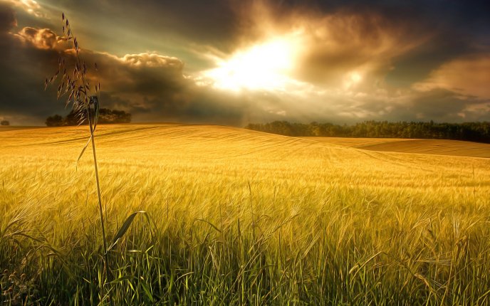 Yellow field - beautiful wheat in the sunlight