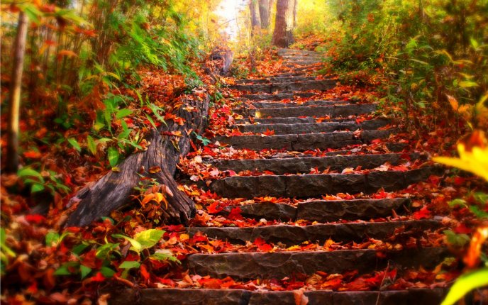 Stairs in the woods full of copper-colored leaves