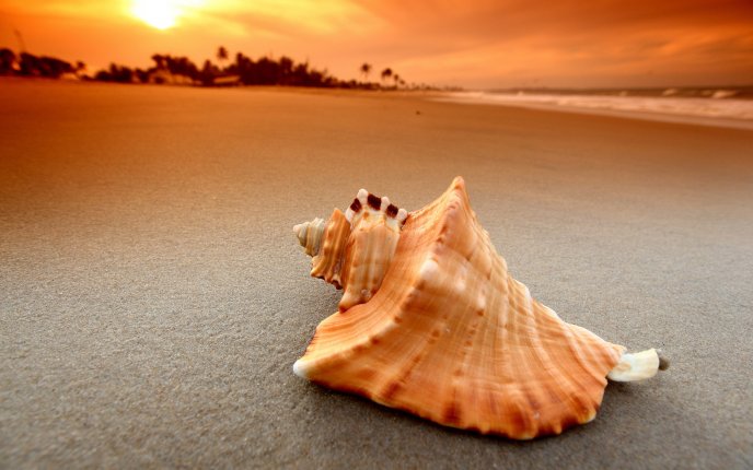 Beautiful big shell on the sand of a beach
