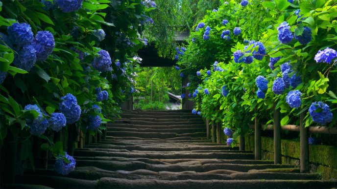 Path to the flower garden - HD wallpaper