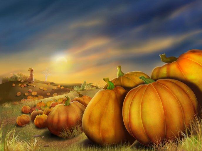 Pumpkins on a field - autumn picture