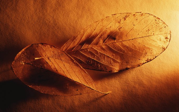 Beautiful autumn leaves - HD wallpaper