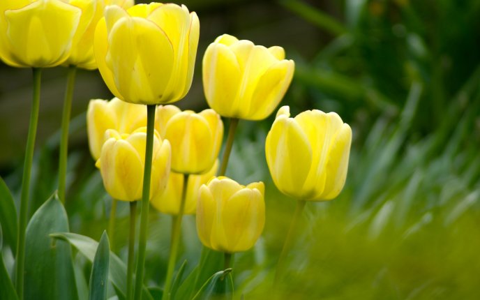 Yellow tulips in the garden - HD wallpaper