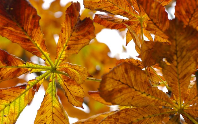 Beautiful autumn leaves - close up HD wallpaper