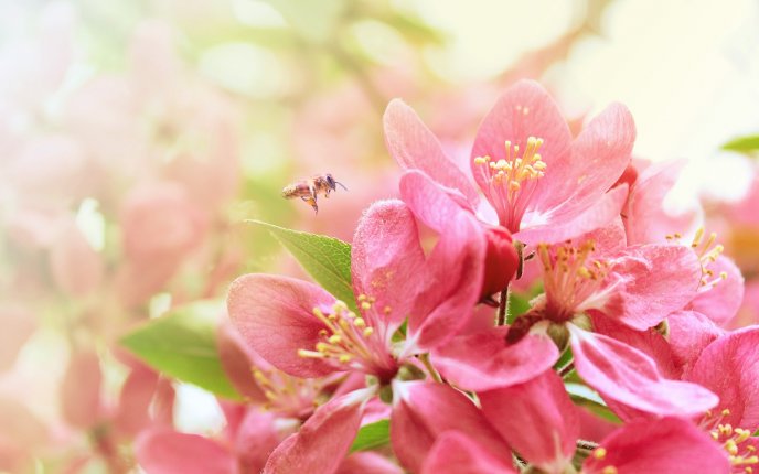 Beautiful pink flowers - symbol of the spring