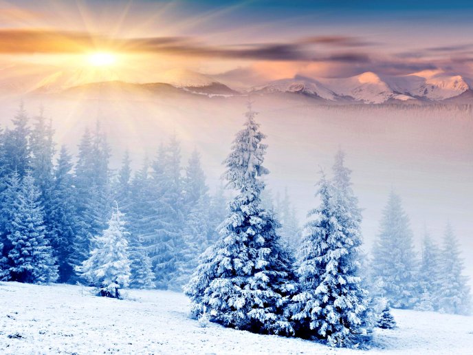 Beautiful sunlight over the white nature - winter is here