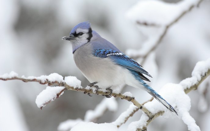 Little blue bird on a branch - cold winter time