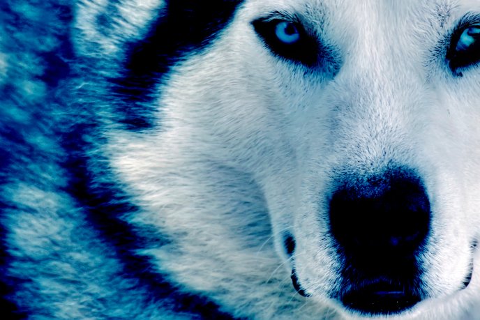 Beautiful Husky - the snow dog - HD wallpaper