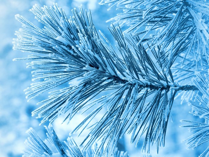 Frozen pine needles - beautiful HD macro wallpaper