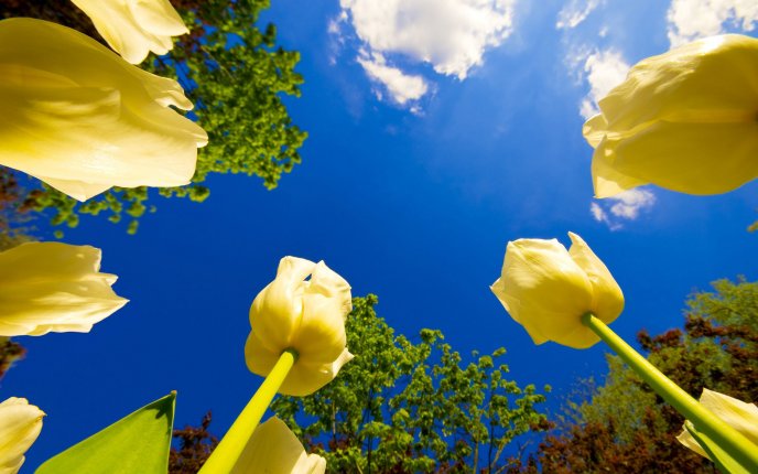 Yellow tulips in the golden sunlight - HD wallpaper