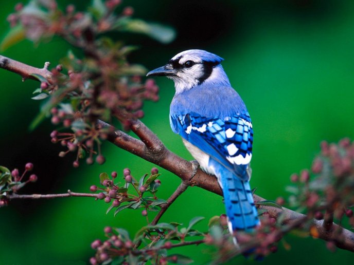 Little blue bird - beautiful HD wallpaper