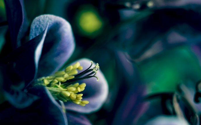 Macro blue flower - beautiful nature