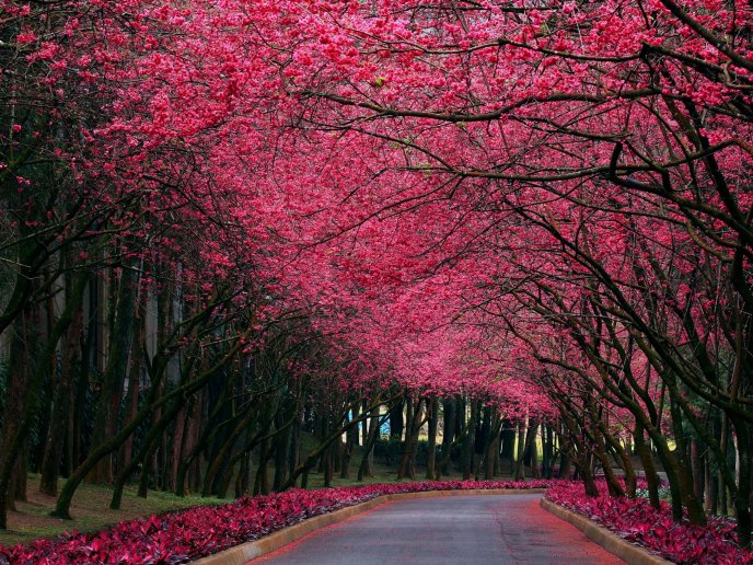 Pink flowers over a path in the park - HD wallpaper