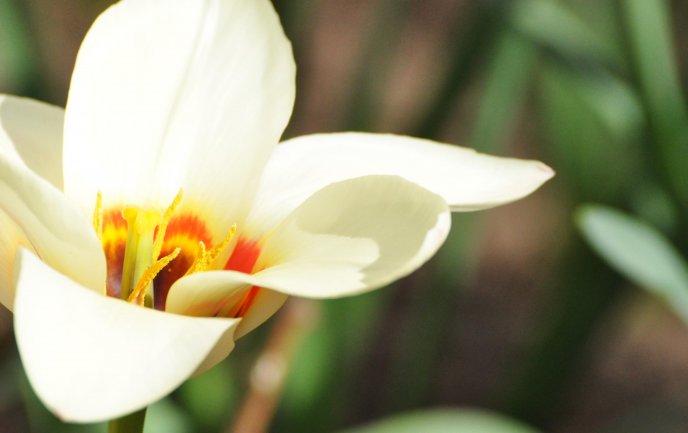 Macro white flower - spring time