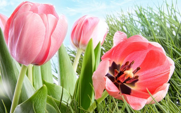 Beautiful spring paining - perfect pink tulips