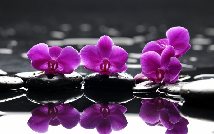 Beautiful pink double flowers in water reflection