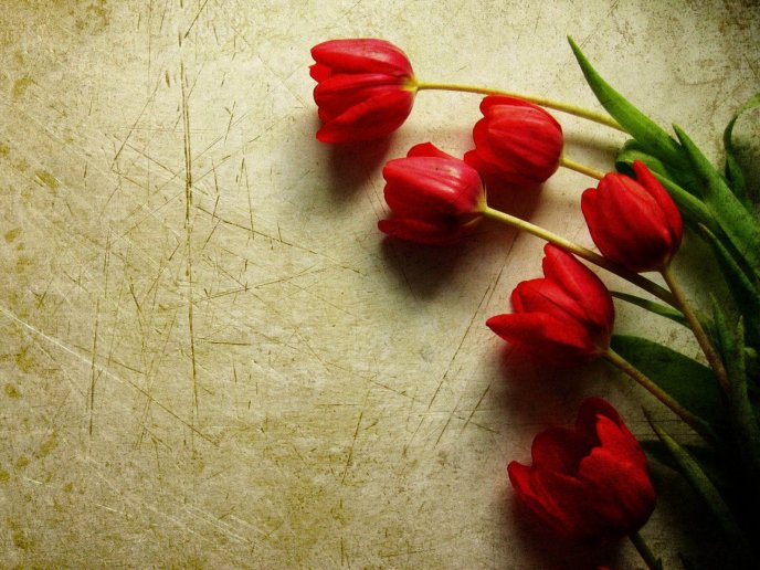 Red tulips on the floor - HD wallpaper
