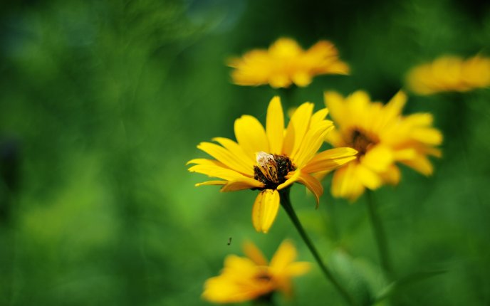 Yellow flowers on a green background - HD wallpaper
