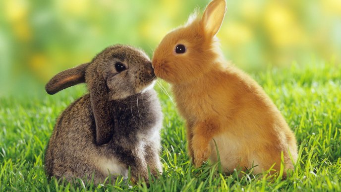 Love is in the air - rabbit kiss