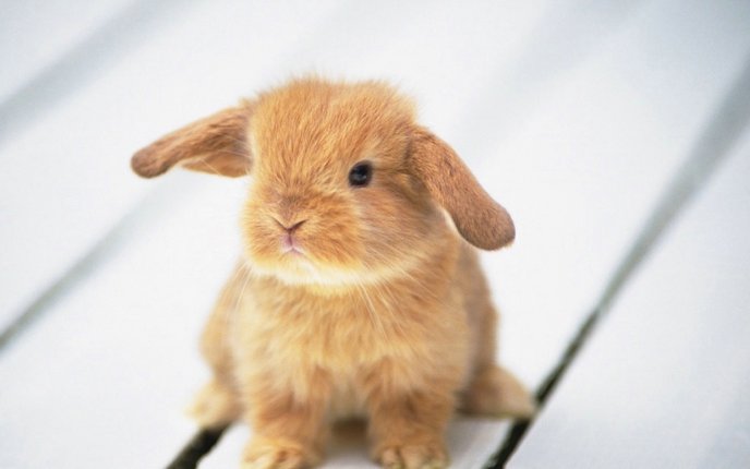 Little brown rabbit on the floor - HD wallpaper