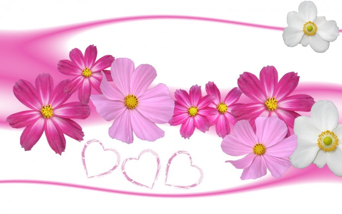 Pink flowers on the wall - lovely desktop