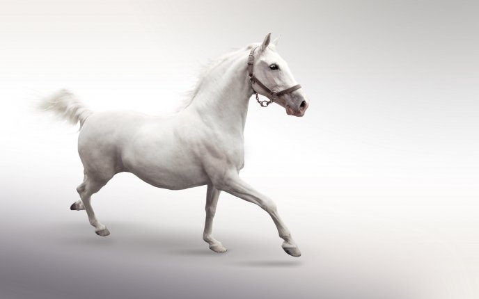 White horse on a white background