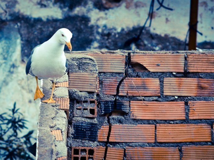 Seagull walking on walls - Beautiful HD wallpaper