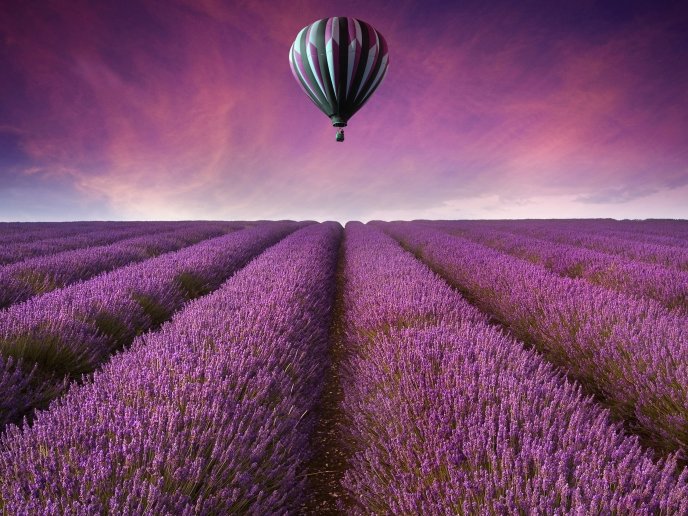 Beautiful purple field - lavender flowers