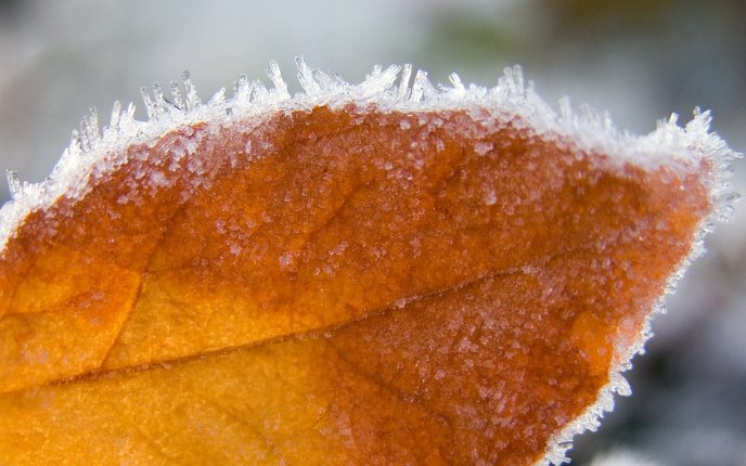 Beautiful autumn leaf covered with ice
