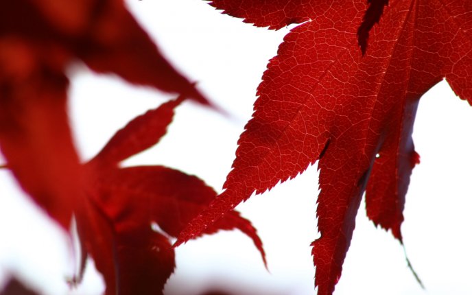 Beautiful red leaves on a white background
