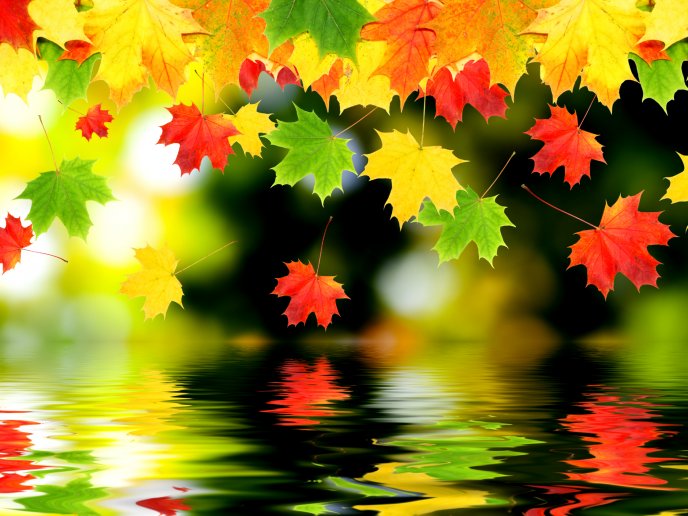 Artistic autumn wallpaper - leaves in the mirror