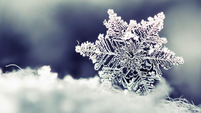 Frozen snowflake - beautiful winter season
