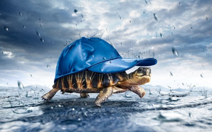 New umbrella for the turtles - blue cap - HD wallpaper