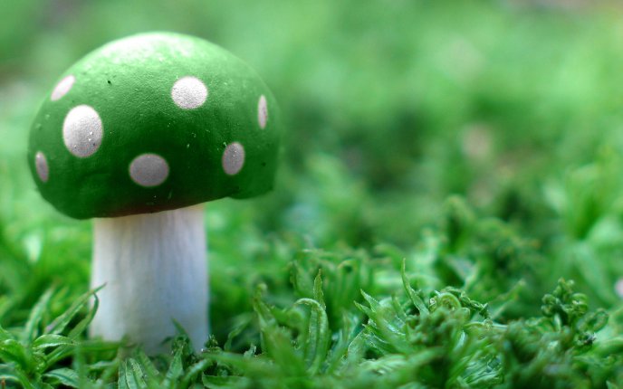 Poison green mushroom on the fresh grass of spring