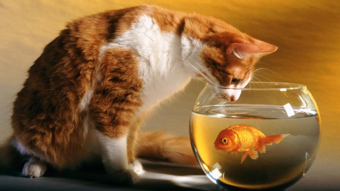 Beautiful cat and golden fish - best friends