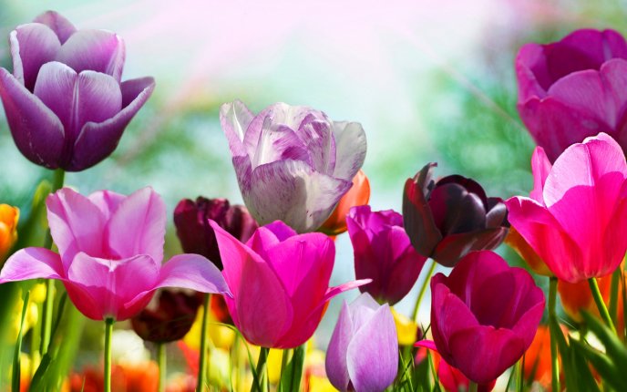 Pink and Purple tulips - beautiful flowers in the garden